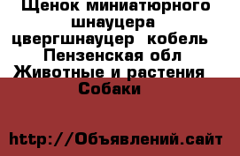 Щенок миниатюрного шнауцера (цвергшнауцер) кобель - Пензенская обл. Животные и растения » Собаки   